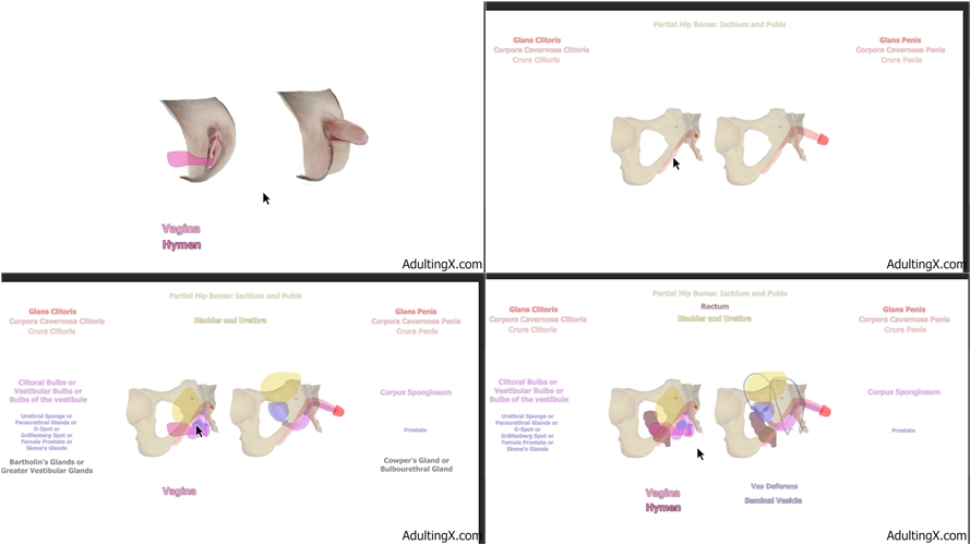 adulting - Female Anatomy and Homology